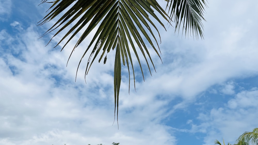 a palm tree with a blue sky in the background