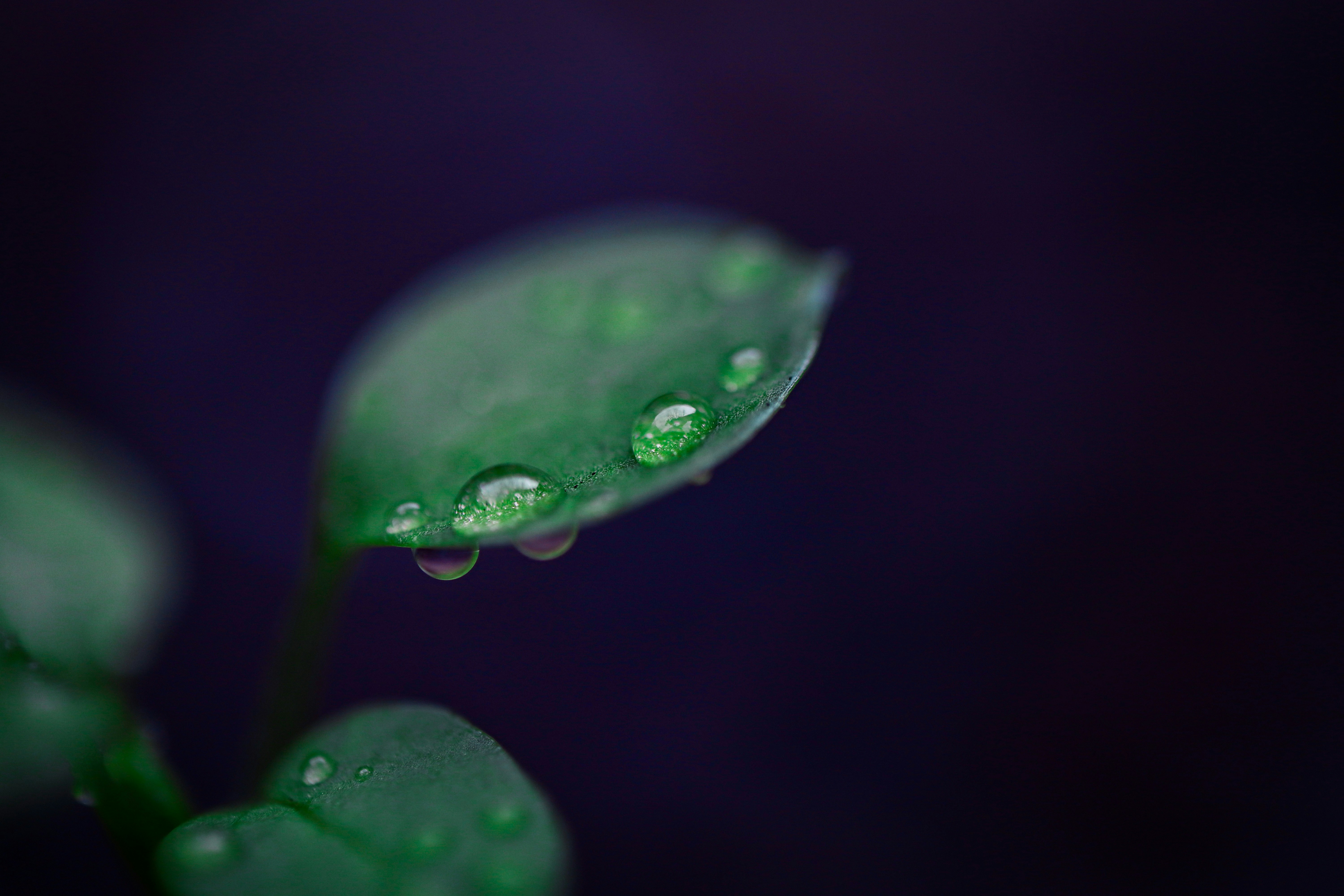 a close up of a leaf with water drops on it