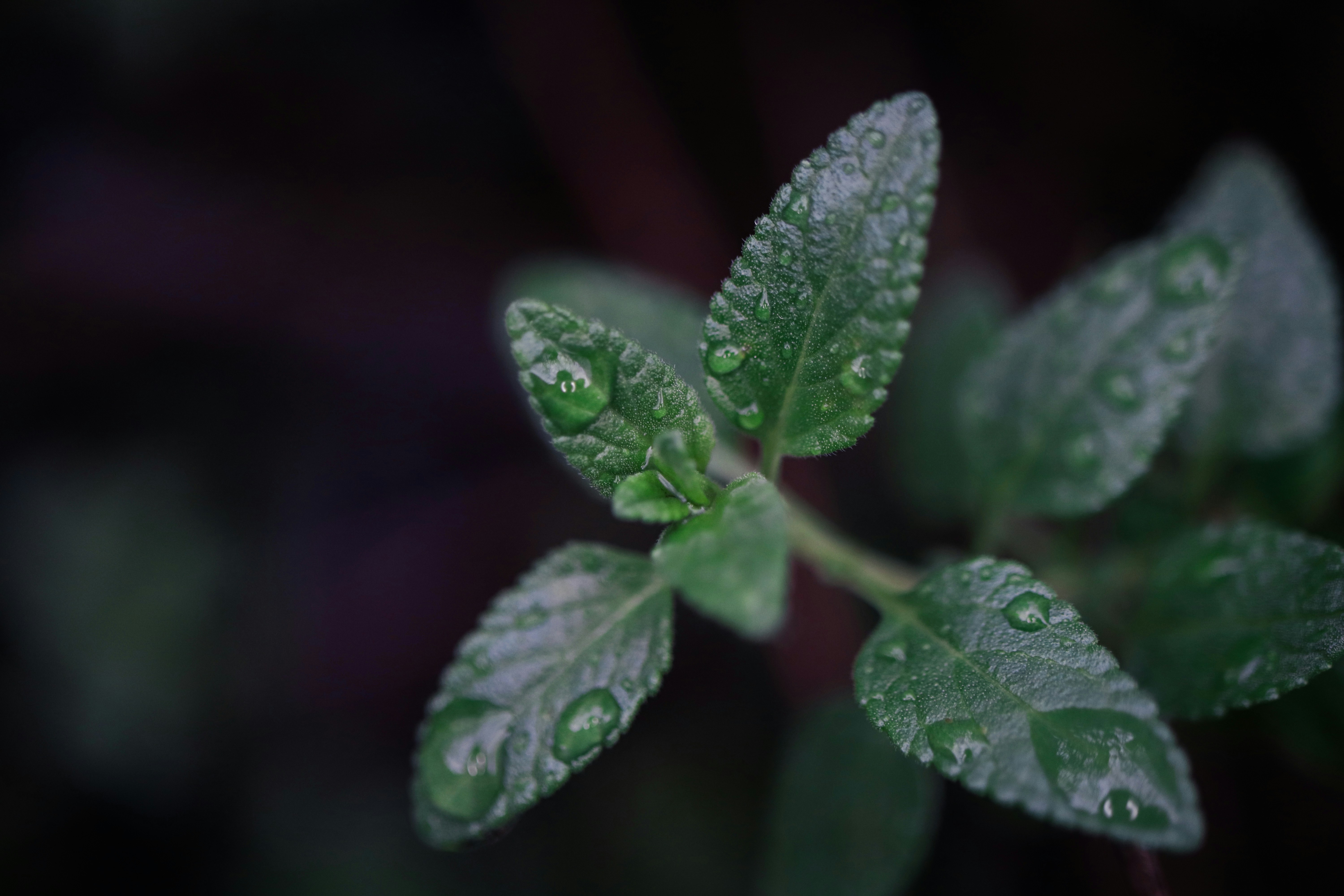 a close up of a leaf with water droplets on it
