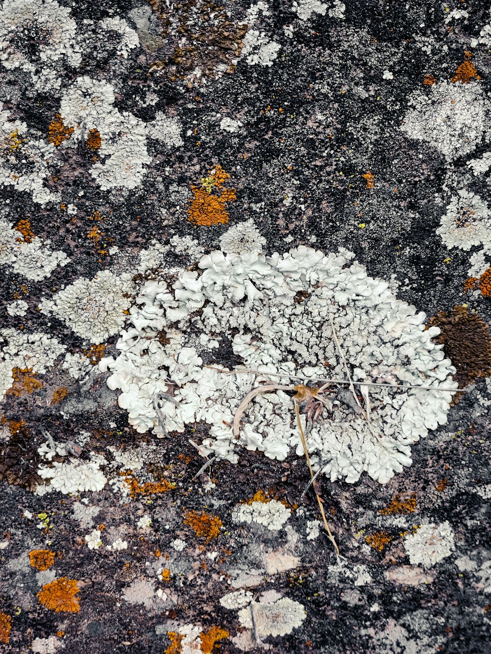 a close up of a rock with lichen and moss growing on it