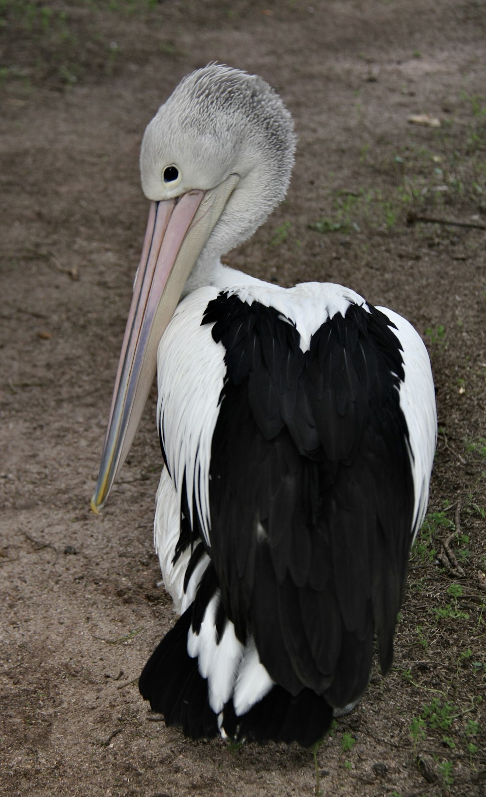 Un grande uccello bianco e nero con un lungo becco