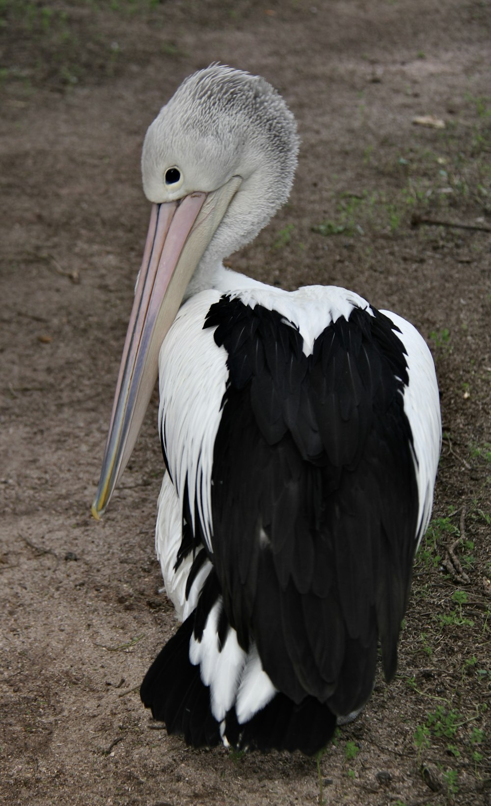 a large white and black bird with a long beak