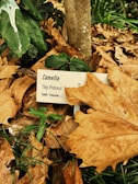 A plant labeled as Camellia 'Tiny Princess' from the Theaceae family grows amidst dry, fallen leaves. The sign partially covered by a large leaf indicates the plant variety. Green foliage peeks through the surrounding brown and tan leaf litter. The background includes additional green leaves and what appears to be grass.