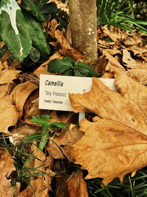 A plant labeled as Camellia 'Tiny Princess' from the Theaceae family grows amidst dry, fallen leaves. The sign partially covered by a large leaf indicates the plant variety. Green foliage peeks through the surrounding brown and tan leaf litter. The background includes additional green leaves and what appears to be grass.