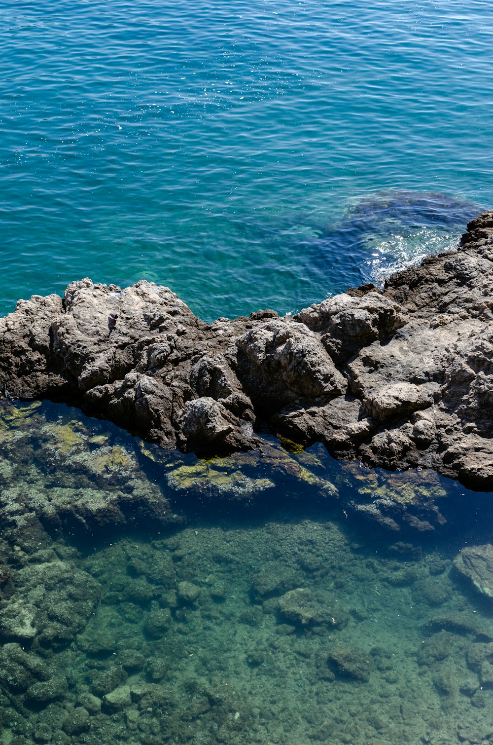 a bird is sitting on a rock near the water