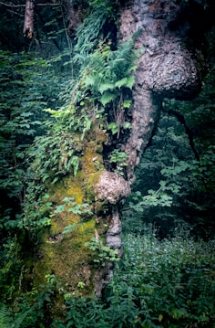 A large, gnarled tree trunk covered with lush green ferns and moss, surrounded by dense forest vegetation. The tree's bark is rough and contorted, suggesting age and resilience. The forest background is rich with various green plants and foliage, creating a vibrant and thriving ecosystem.