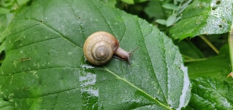 A small snail with a brown spiral shell crawls on a large, wet green leaf surrounded by lush foliage.