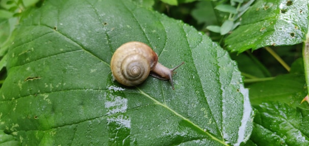 A small snail with a brown spiral shell crawls on a large, wet green leaf surrounded by lush foliage.