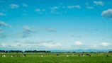 Wide shot of the green pastures surrounding LMP Dairies under a clear blue sky.