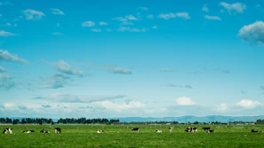 Wide shot of the green pastures surrounding LMP Dairies under a clear blue sky.