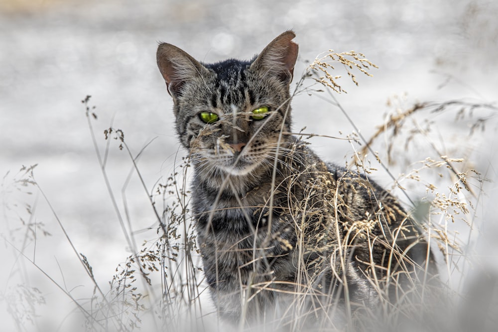 a cat with green eyes sitting in tall grass