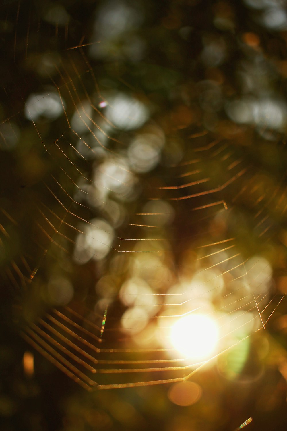 a close up of a spider web with the sun in the background
