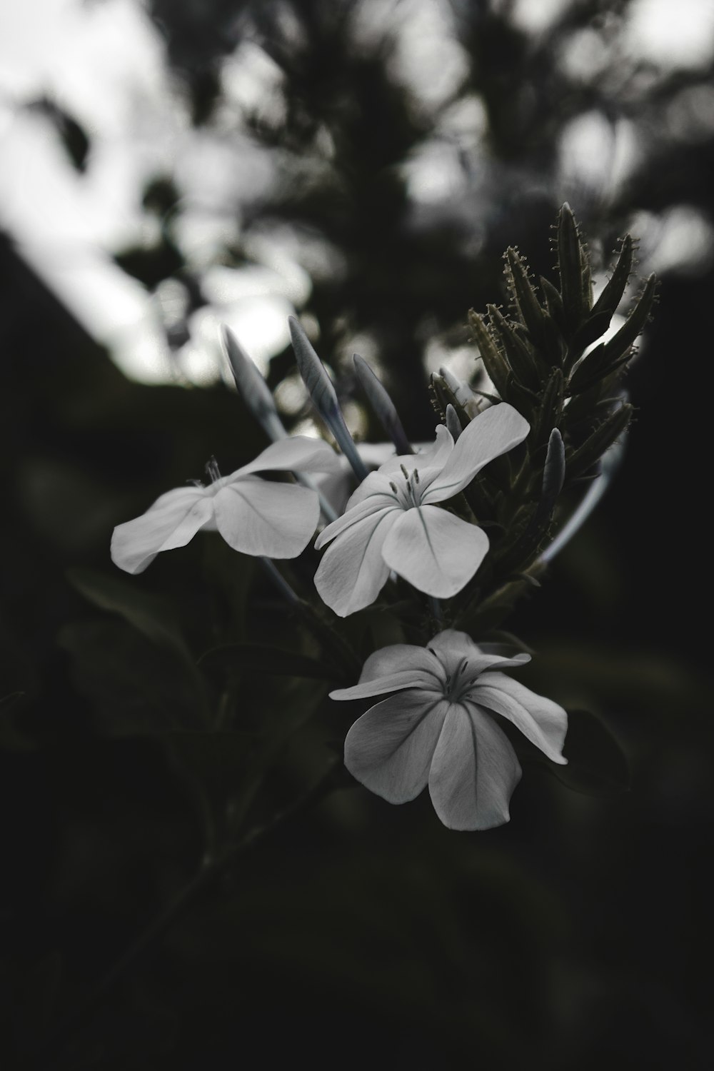 a black and white photo of some flowers