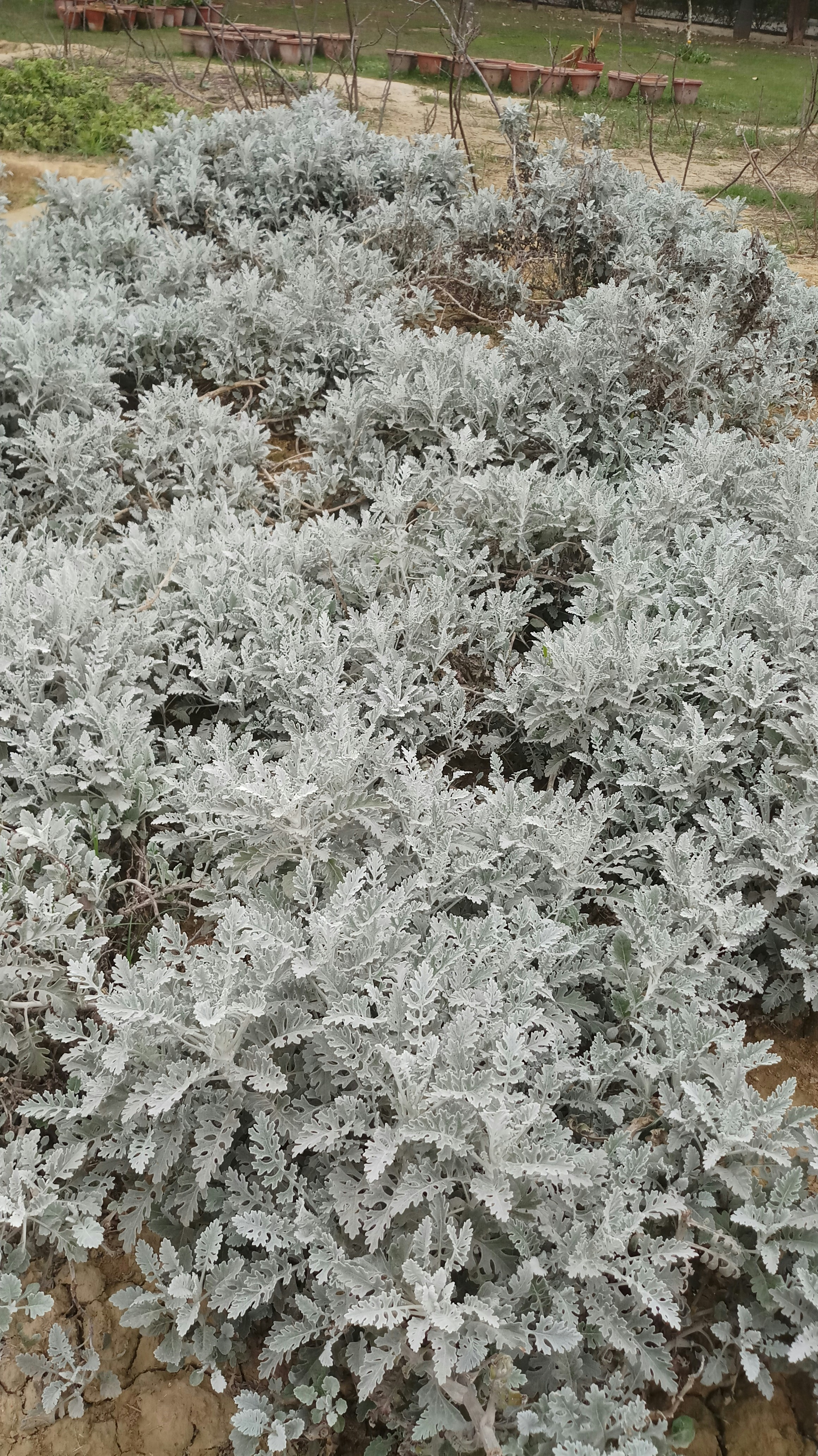 The Ultimate 2025 Fall Gardening Guide: How to Grow Perfect Russian Sage (Perovskia) in 90-120 Days