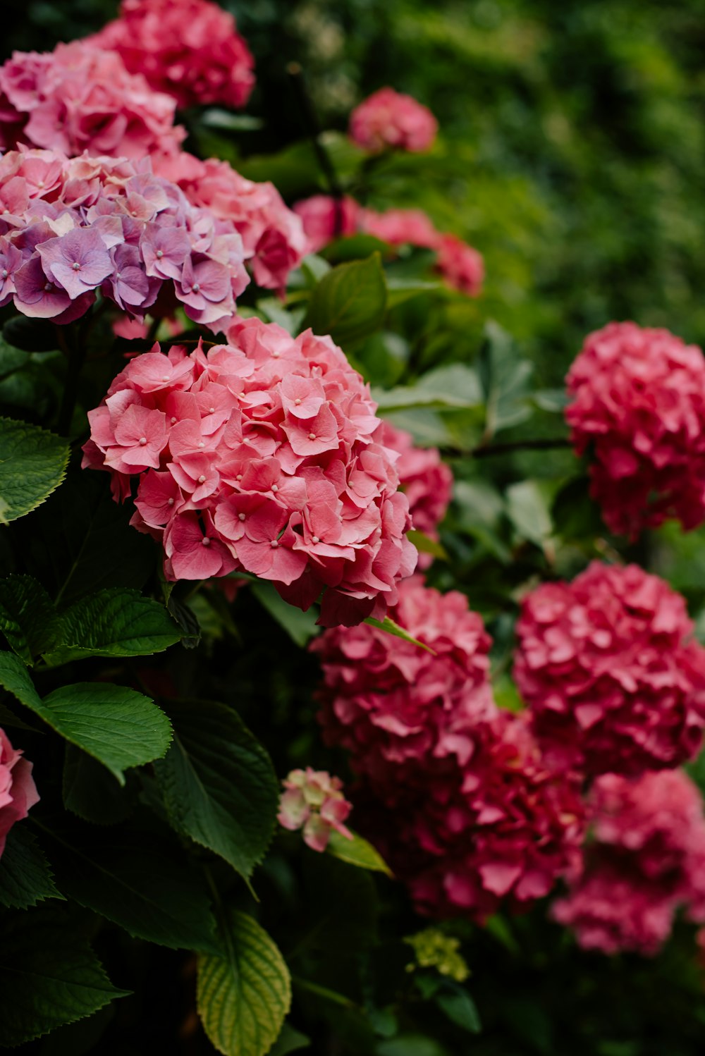 a bush of pink and purple flowers with green leaves