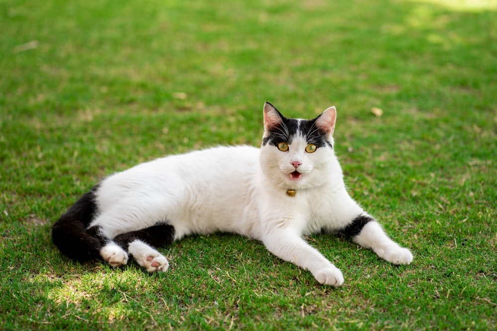 a black and white cat laying in the grass