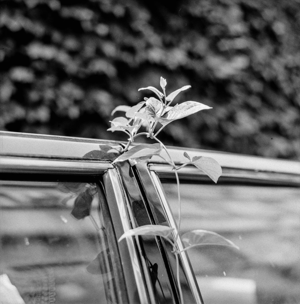 a black and white photo of a plant growing out of a car window