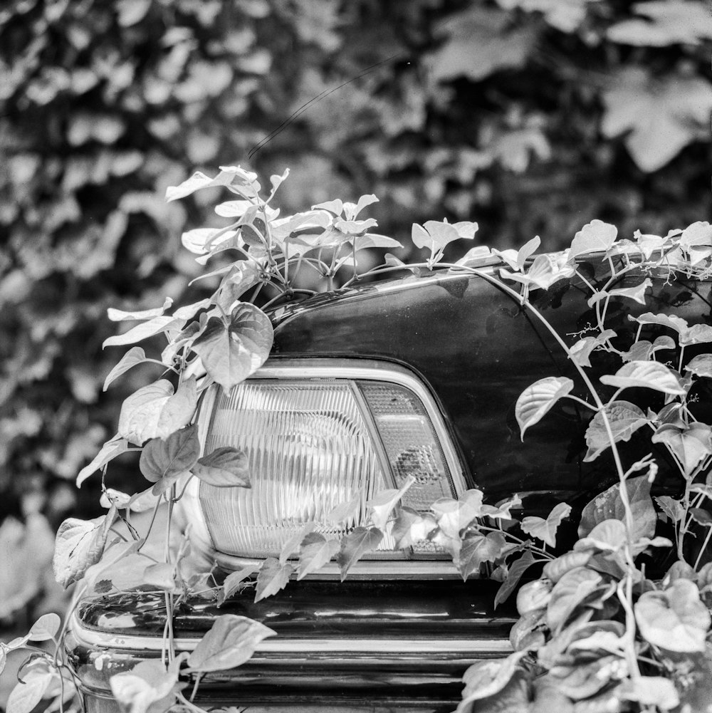 a black and white photo of a car with a plant growing on it
