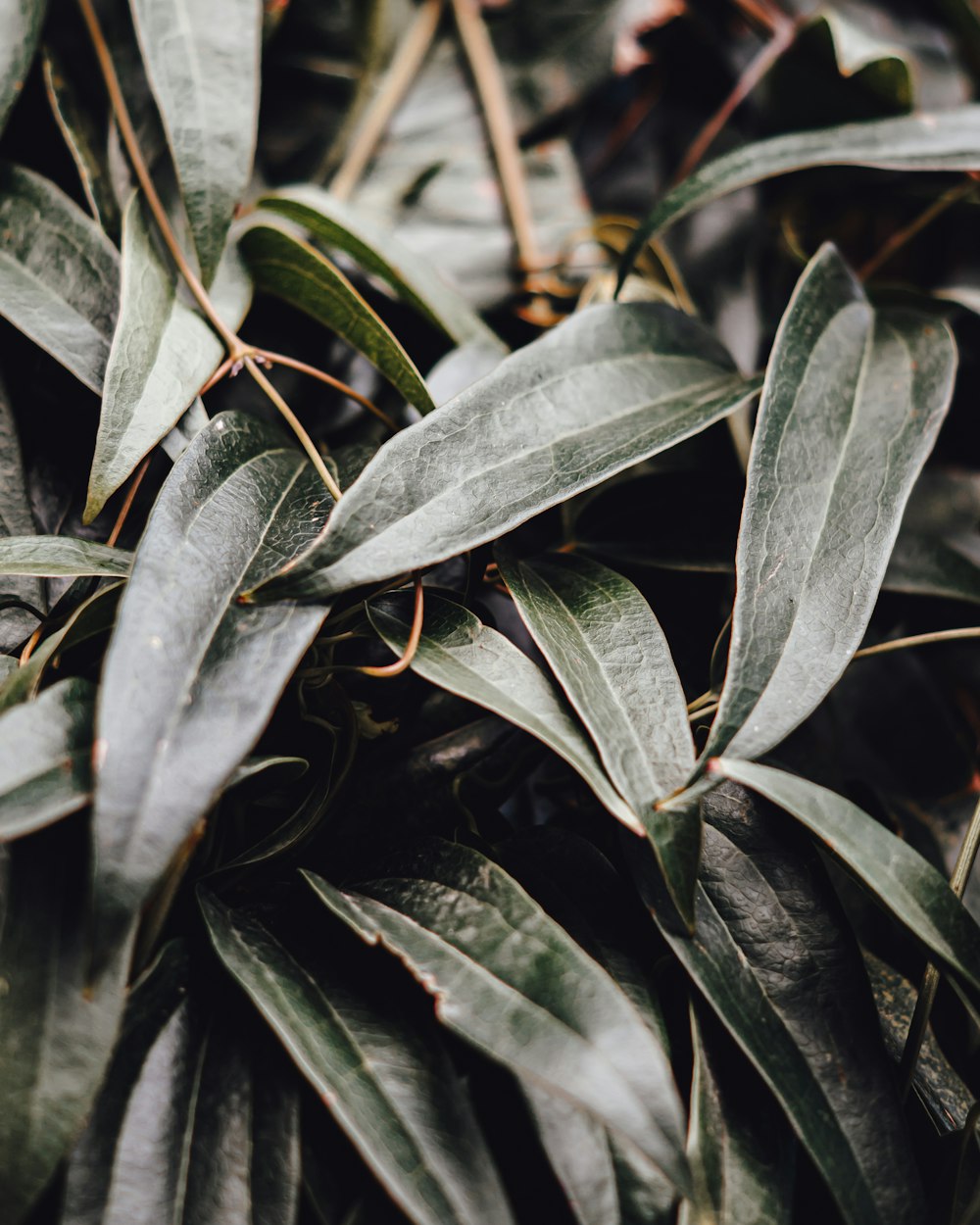 a close up of leaves on a tree