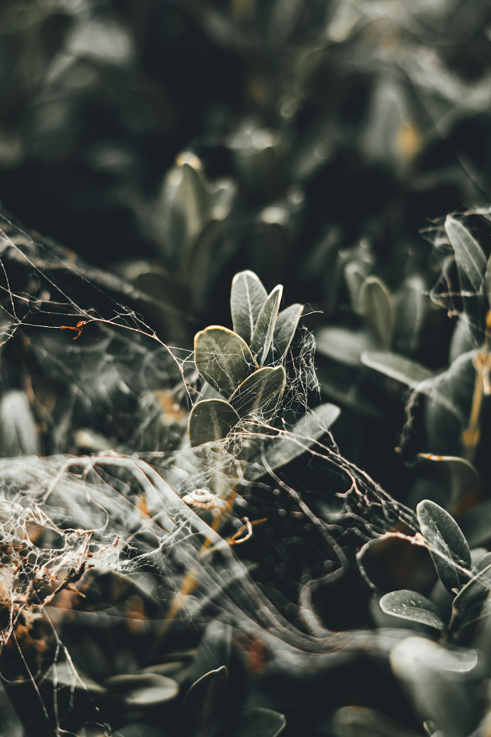 a close up of a plant with lots of leaves