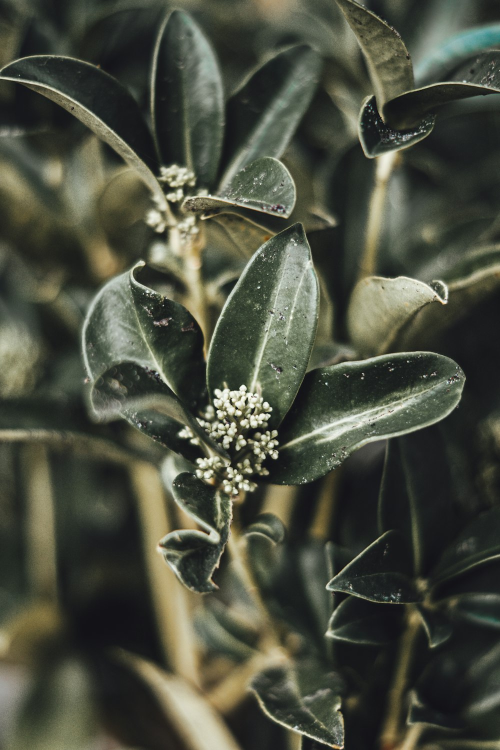 um close up de uma planta com folhas e flores