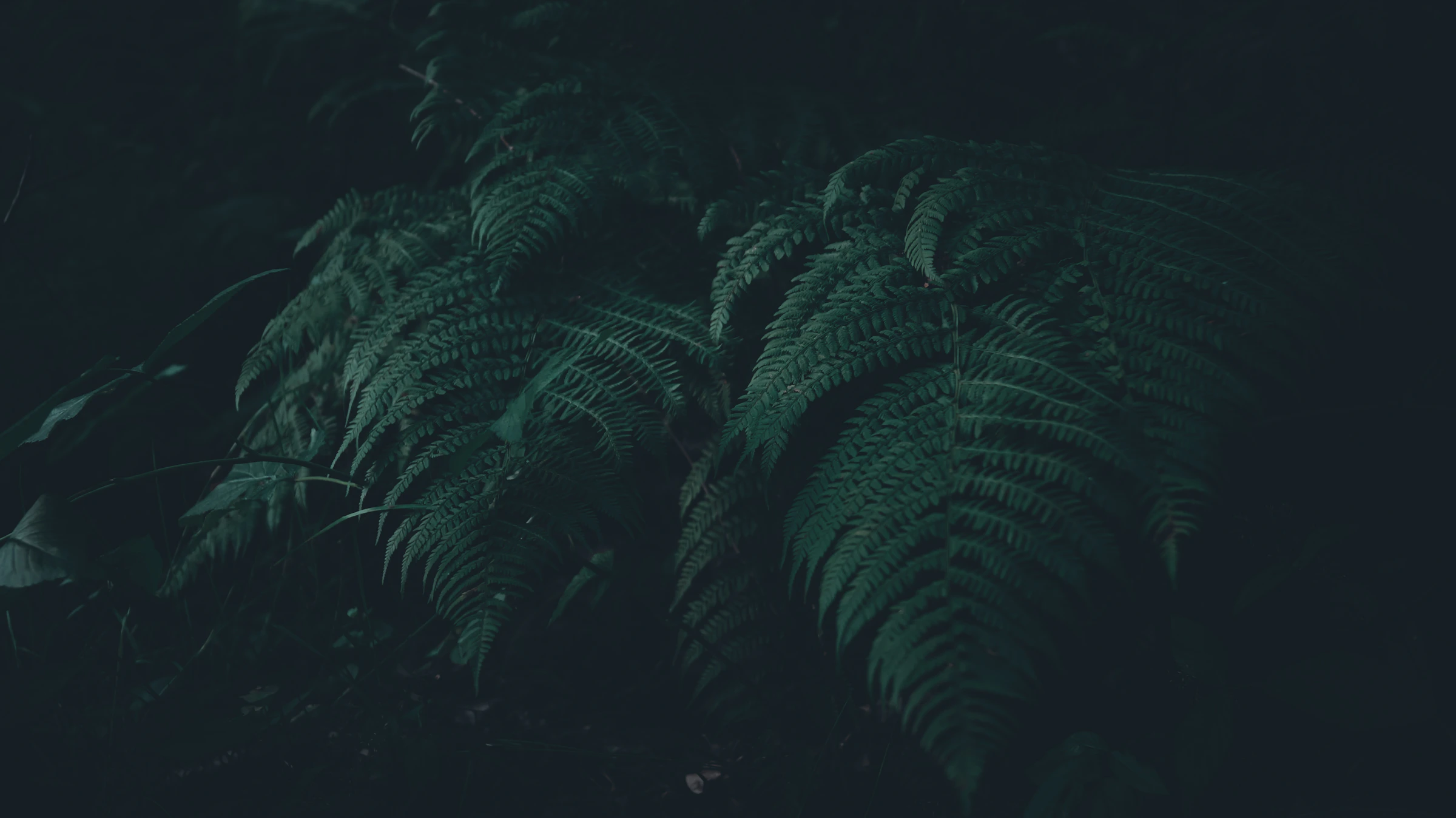 Copas de árvores — vegetação tropical brasileira