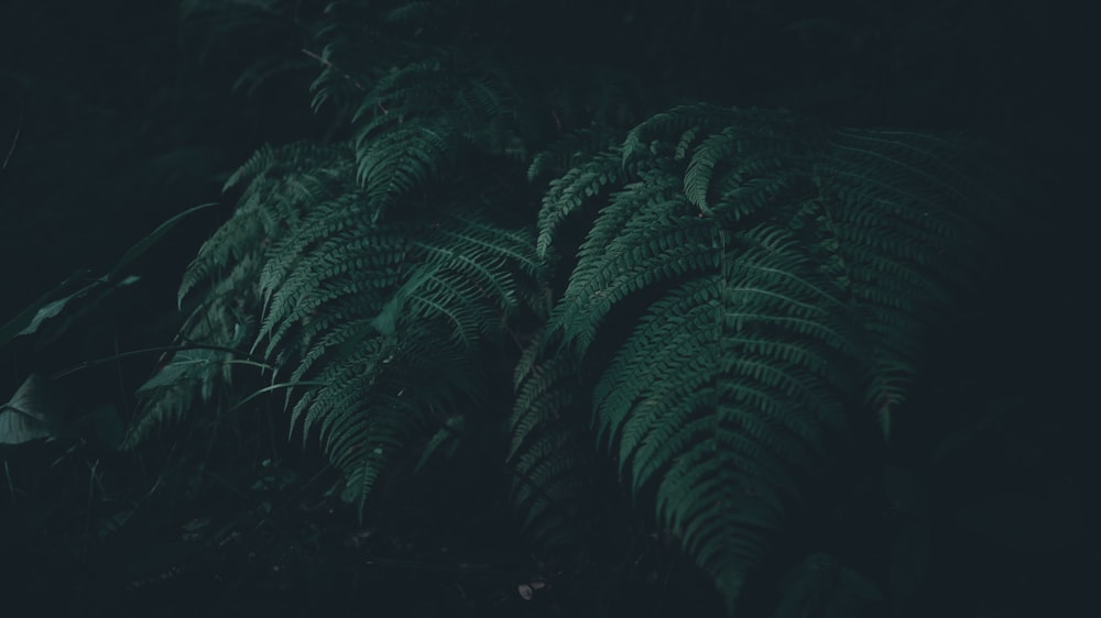 a group of green plants in the dark