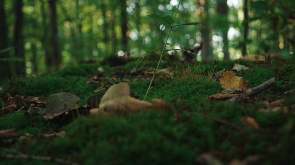 a cat sitting in the middle of a forest