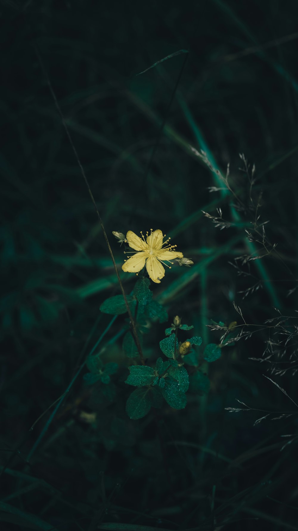 a small yellow flower sitting on top of a lush green field