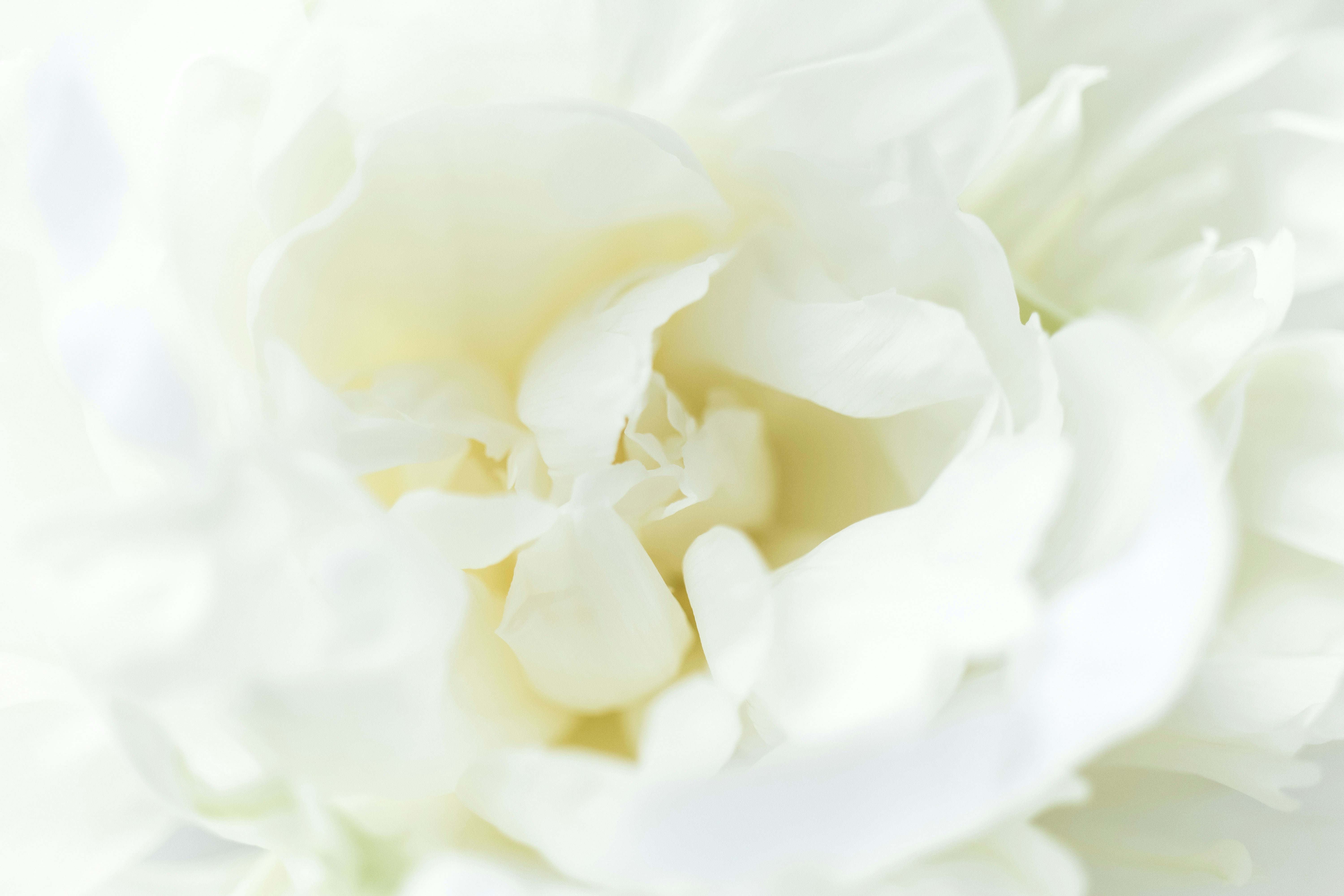White Peony flowers