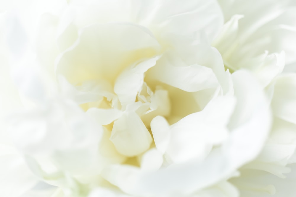 a close up of a large white flower