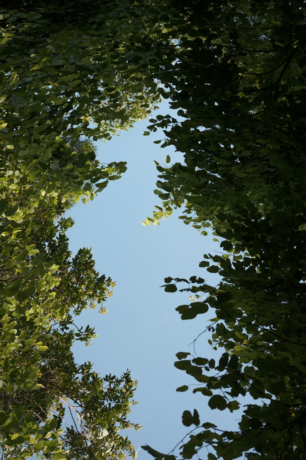 a reflection of trees in a puddle of water