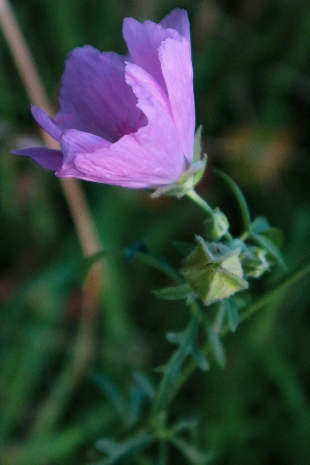 a purple flower with green leaves in the background