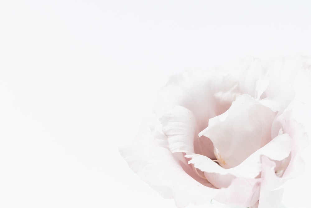 a white flower with a white background