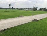 A rural scene featuring a gravel road cutting through expansive green rice fields. In the background, small houses and buildings are scattered sparsely. Telephone poles and power lines run alongside the road, and a few trees are dotted across the landscape under a cloudy sky.