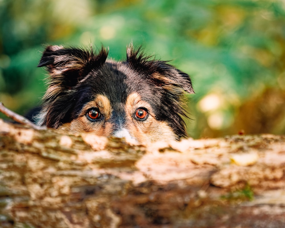 a close up of a dog on a tree branch