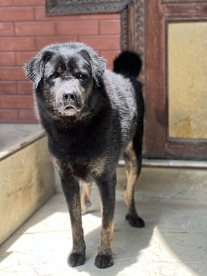 A sleek black dog wearing a minimalist beige coat standing against a concrete urban wall.