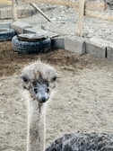 An ostrich is standing on a sandy ground enclosed by a wooden fence. The surroundings include some old tires and bricks used as part of the enclosure. The ostrich's head is prominently facing the camera, showcasing its large eyes and beak.