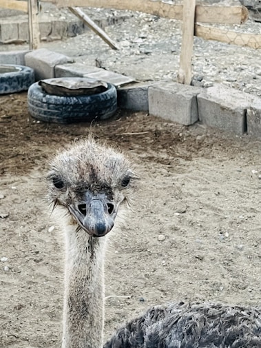 An ostrich is standing on a sandy ground enclosed by a wooden fence. The surroundings include some old tires and bricks used as part of the enclosure. The ostrich's head is prominently facing the camera, showcasing its large eyes and beak.