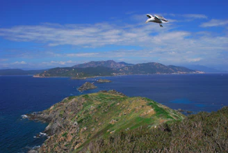 A panoramic shot of Paradisean sailing past a rugged coastline with seagulls overhead.