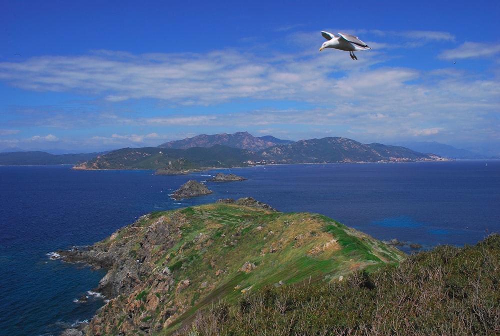 a bird flying over a lush green hillside next to the ocean