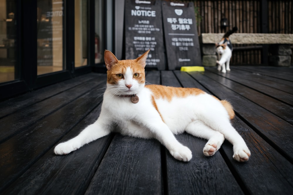 eine orange-weiße Katze, die auf einem Holztisch liegt