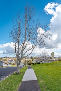 A freshly pruned oak tree standing tall in a suburban front yard under a bright blue sky