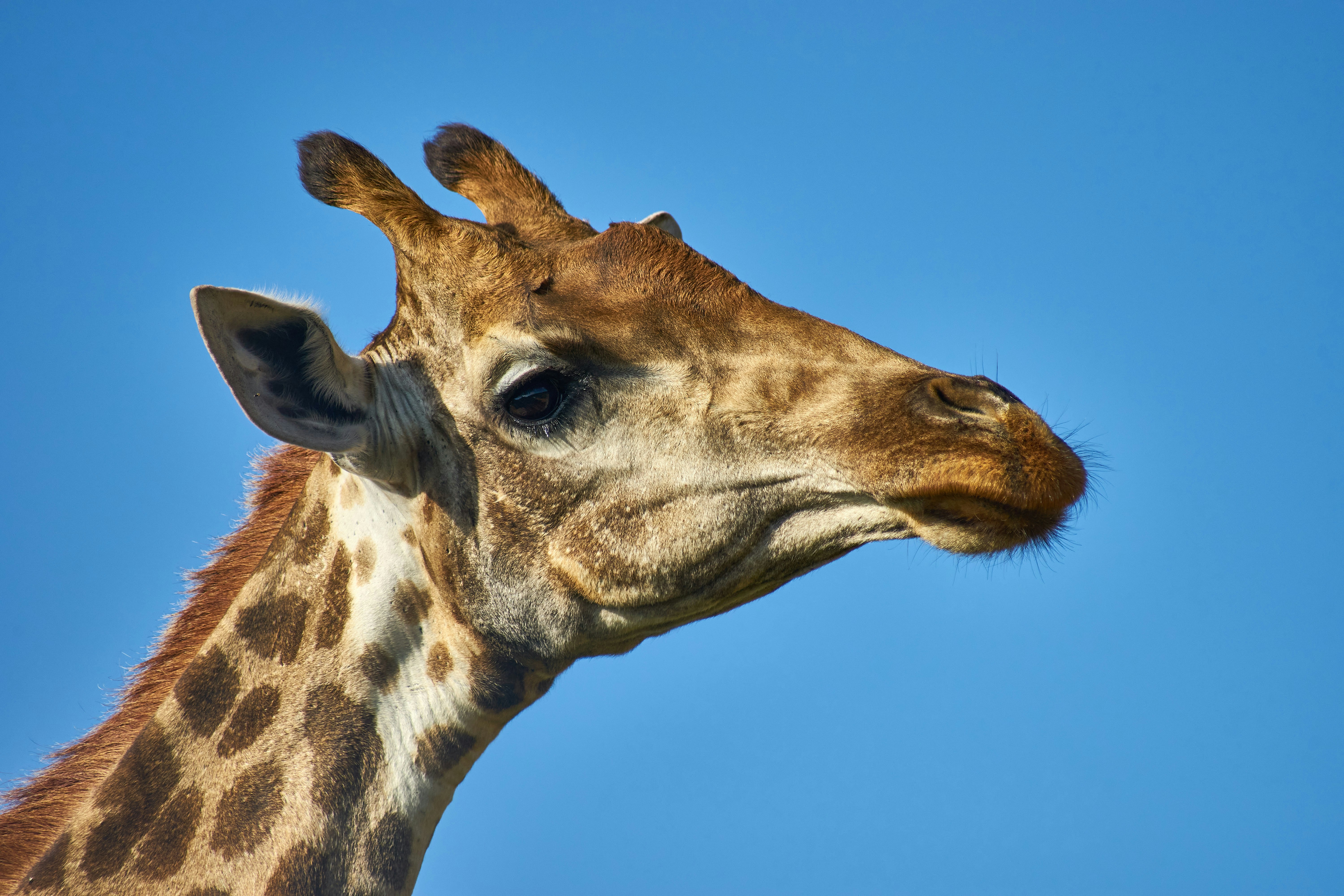 Photo by wolfgang_hasselmann