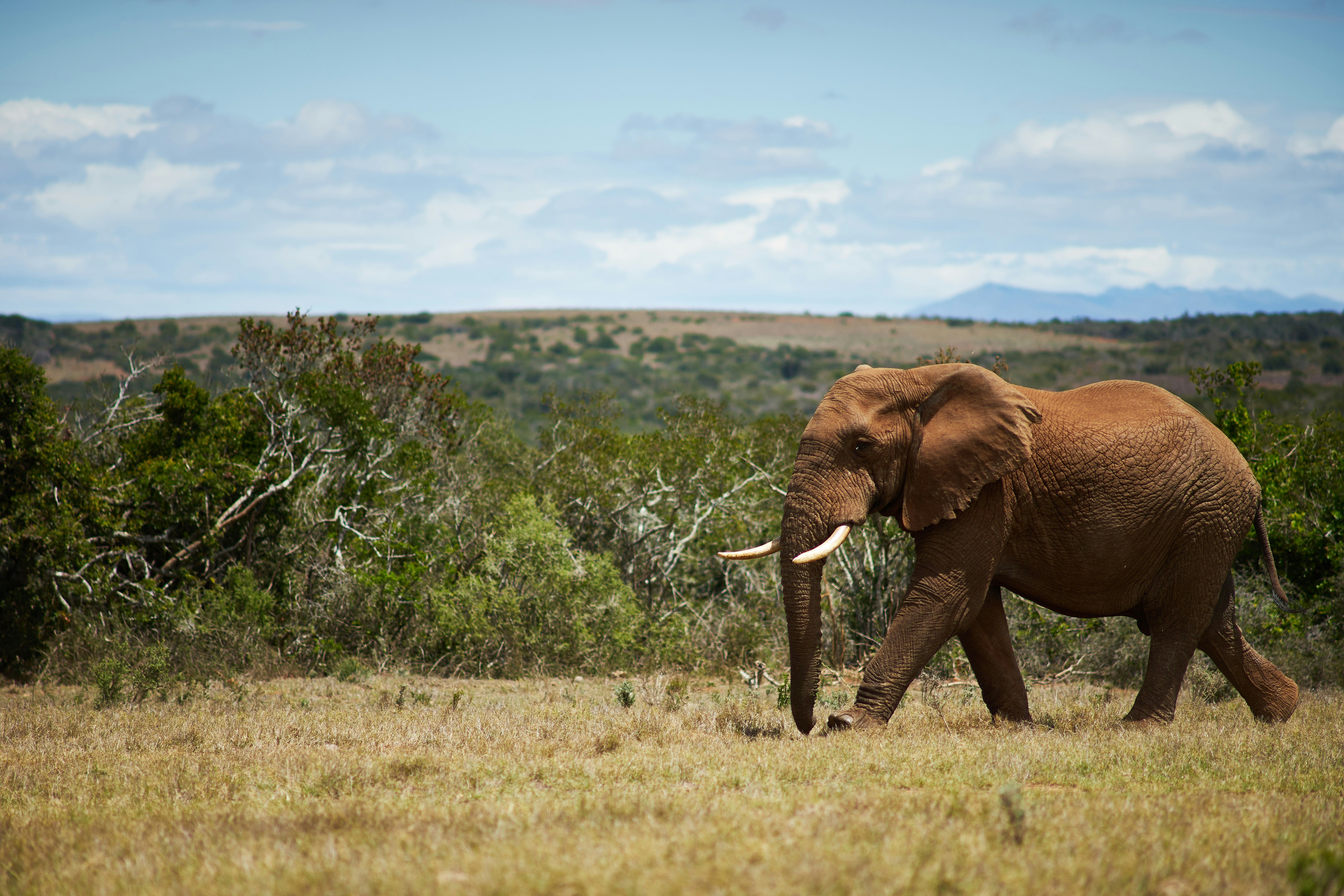 Photo by wolfgang_hasselmann