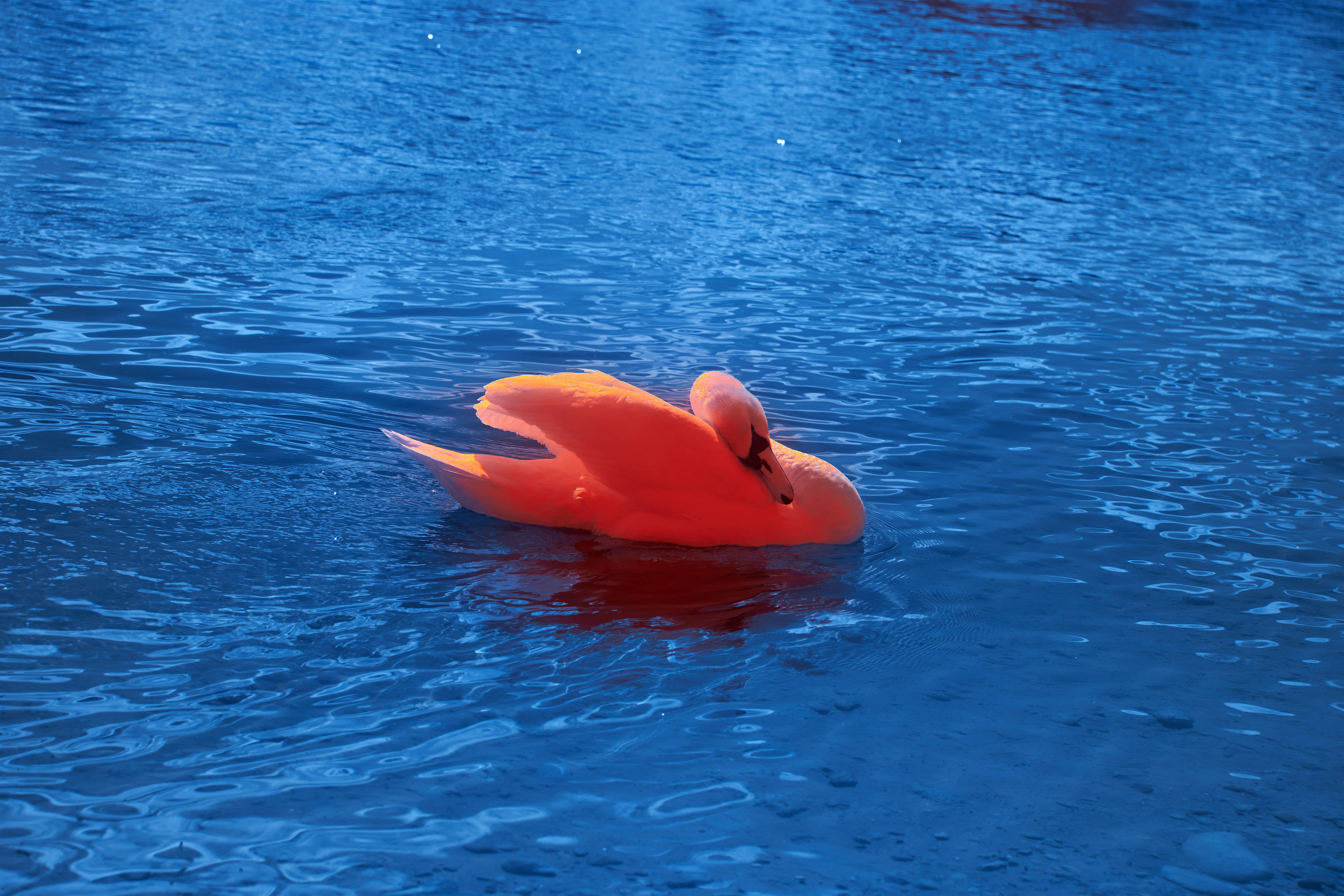 Photo by wolfgang_hasselmann