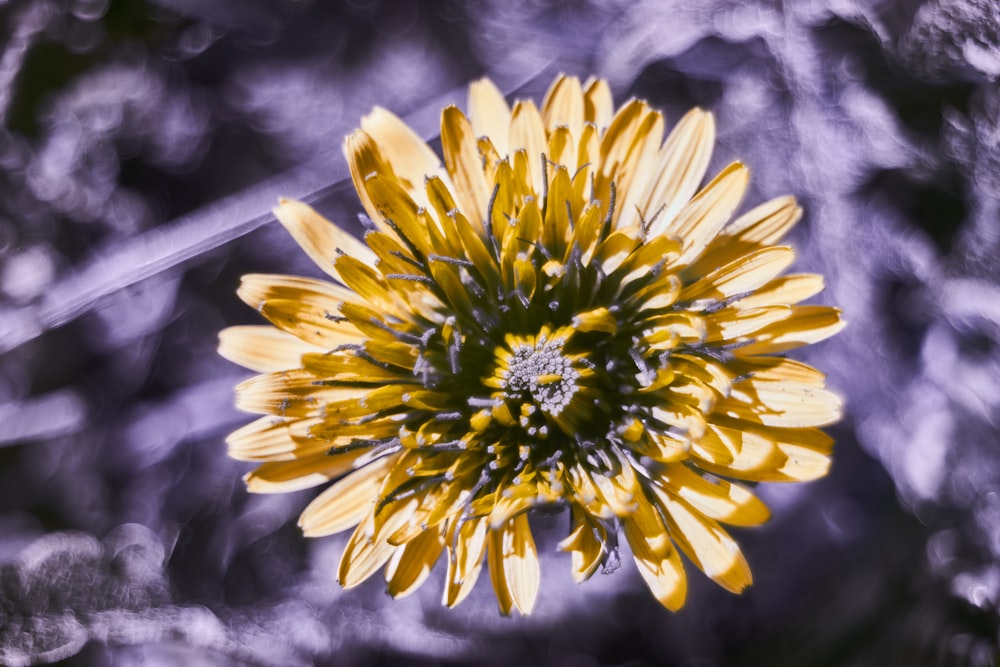 a close up of a yellow flower with a blurry background