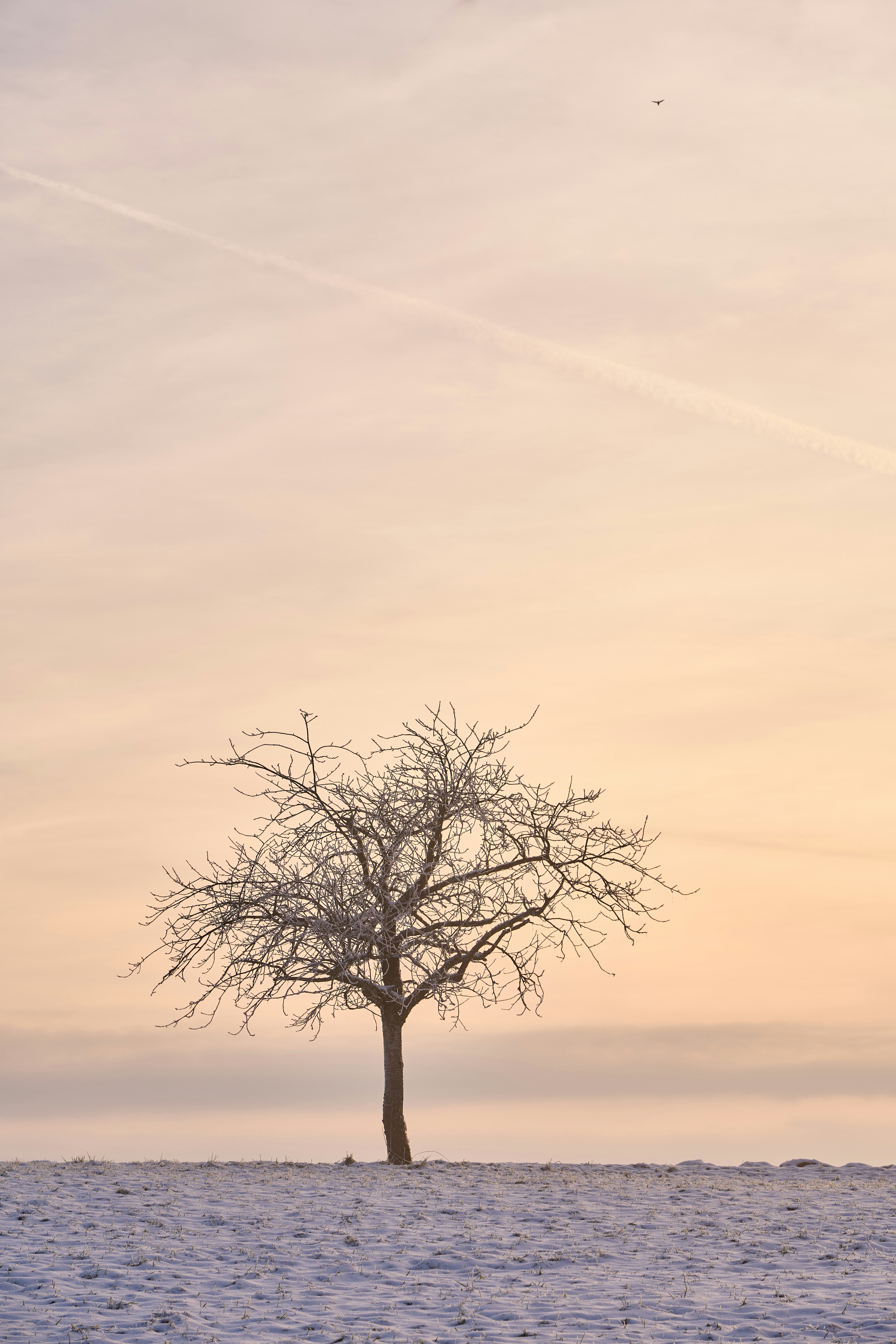 Photo by wolfgang_hasselmann