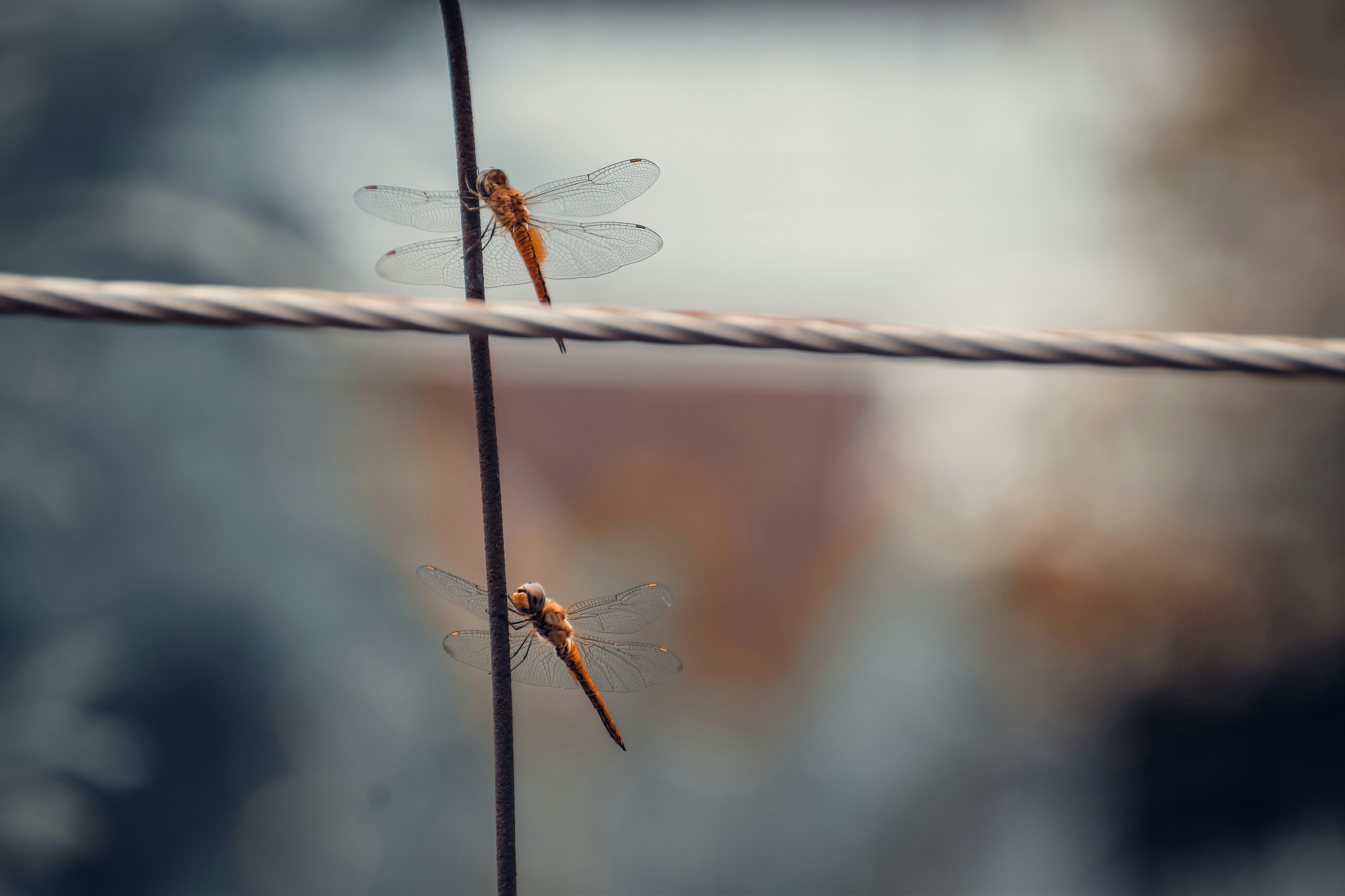 a couple of dragonflies sitting on top of a wire