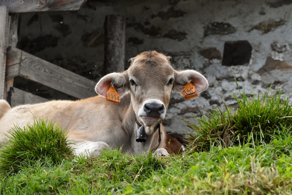 a brown cow laying down in a field